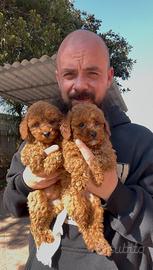 Cuccioli di barboncino nani e toy