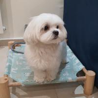 Maltese coreano disponibile per monta