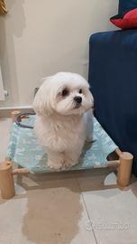 Maltese coreano disponibile per monta