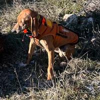 Segugio maremmano Cuccioli