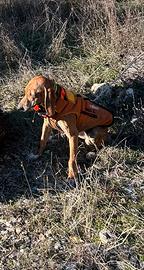 Segugio maremmano Cuccioli