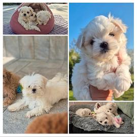 Maltese