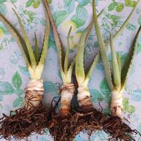 4 piante di aloe vera con radice nuda