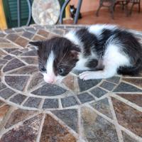 Gattina