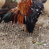 Gallo serama