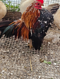 Gallo serama