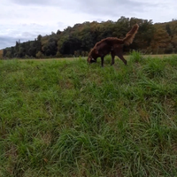 Cane da tartufi per monta e accoppiamento