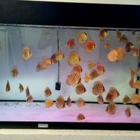 Discus vari 6 / 7 cm