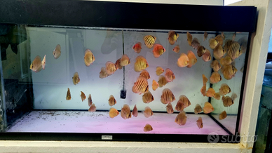 Discus vari 6 / 7 cm