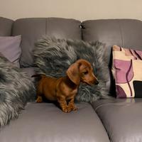 Bassottino fulvo kaninchen/nano