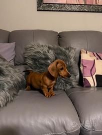 Bassottino fulvo kaninchen/nano