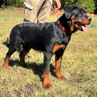 Femmina di Rottweiler 6 mesi