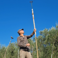 Piccioni addestrati cimbelli e volantini
