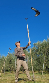 Piccioni addestrati cimbelli e volantini