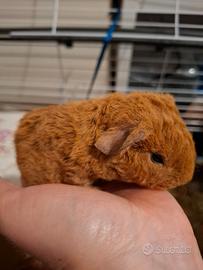 Cavie us teddy