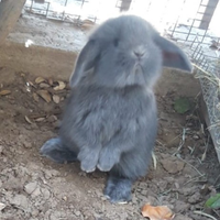 Conigli coniglietti nani ariete per mini loop