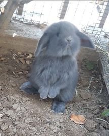 Conigli coniglietti nani ariete per mini loop