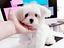 Immagine 13