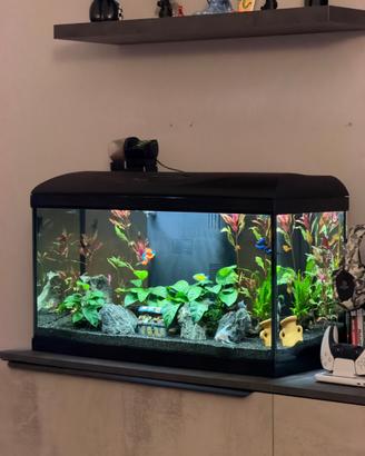 Aquario amtra 80 led NUOVO
