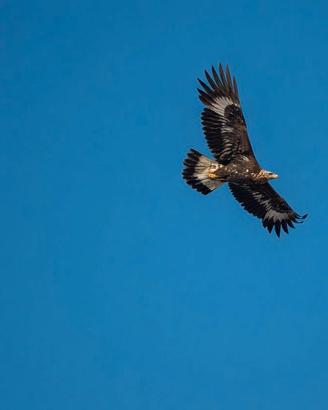 Foto e Cornice AQUILA REALE Abruzzo dimensione A4