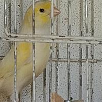 Uccelli