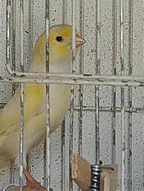Uccelli