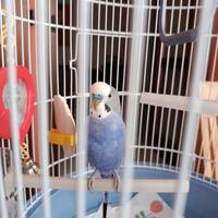 Cocorita maschio con gabbietta