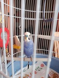 Cocorita maschio con gabbietta