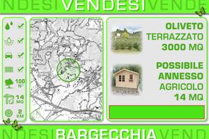 Uliveto con circa 100 piante appena potate