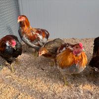 Polli Araucana di 6 mesi