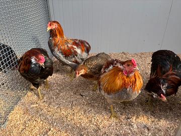 Polli Araucana di 6 mesi