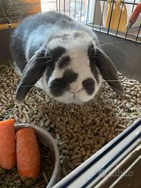 Coniglio nano testa di ariete