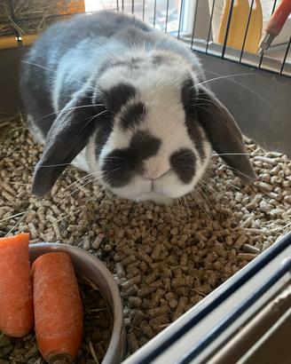 Coniglio nano testa di ariete