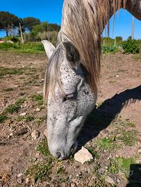 Cavalla andalusa