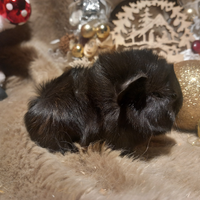 Cuccioli Cavie peruviane