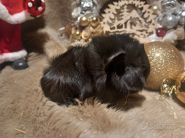 Cuccioli Cavie peruviane