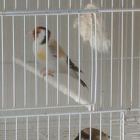 Coppie Cardellini Major M.Eumo, F Ancestrale