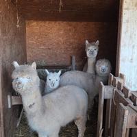 Alpaca