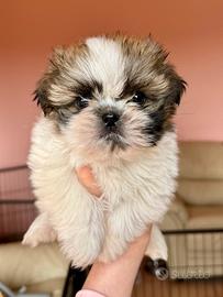 Cuccioli di Shihtzu