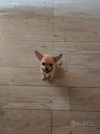 Chihuahua Puri