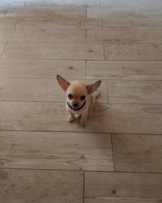 Chihuahua Puri