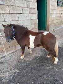 Pony