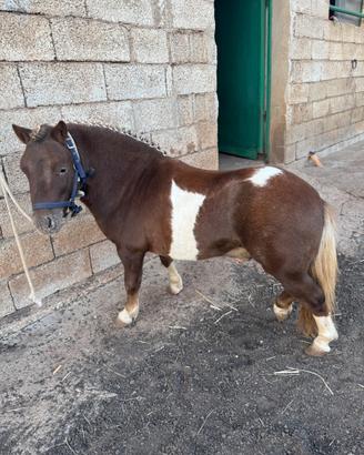 Pony