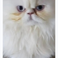 Coloratissimi persiani