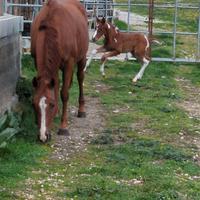 Fattrice Quarter borse
