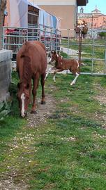 Fattrice Quarter borse