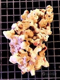 Rocce vive Qualità Premium Heliopora Marino