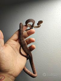 Corallus Hortulanus -Boa arboricolo dell'Amazzonia