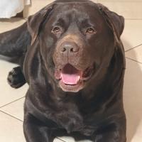 Labrador chocolate