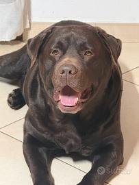 Labrador chocolate
